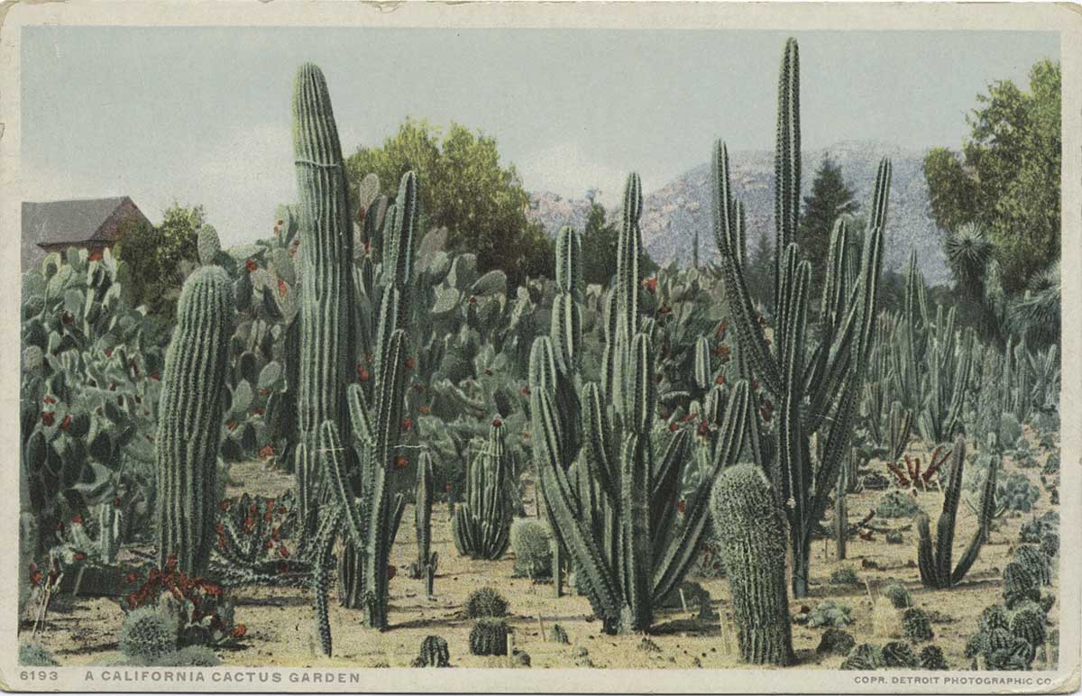 famous cactus paintings