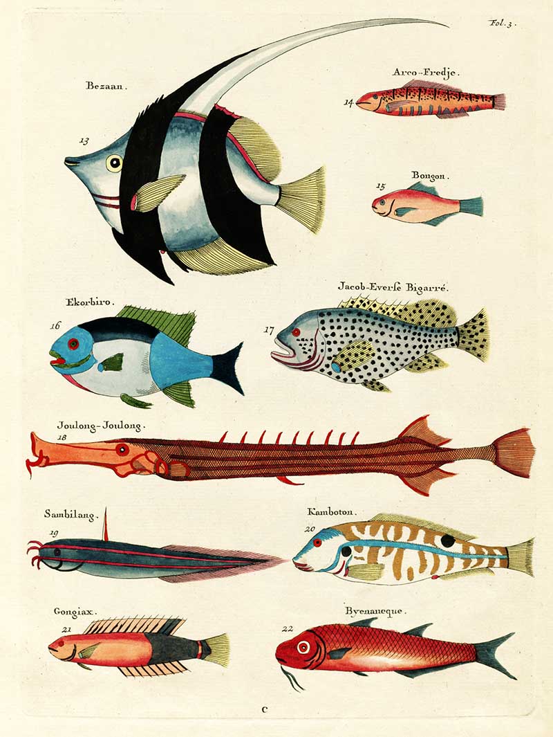 Discovering Louis Renard: Beautiful Fish Illustrations Now Free to ...