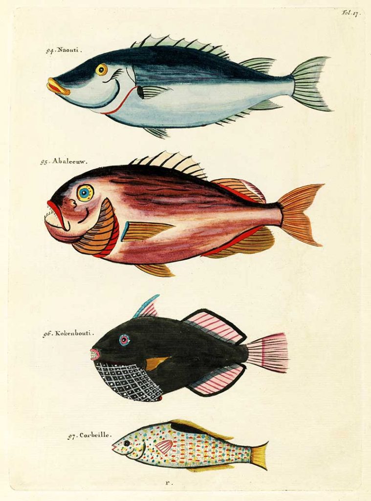 Vintage, Whimsical Fish and Marine Life Illustration by Louis