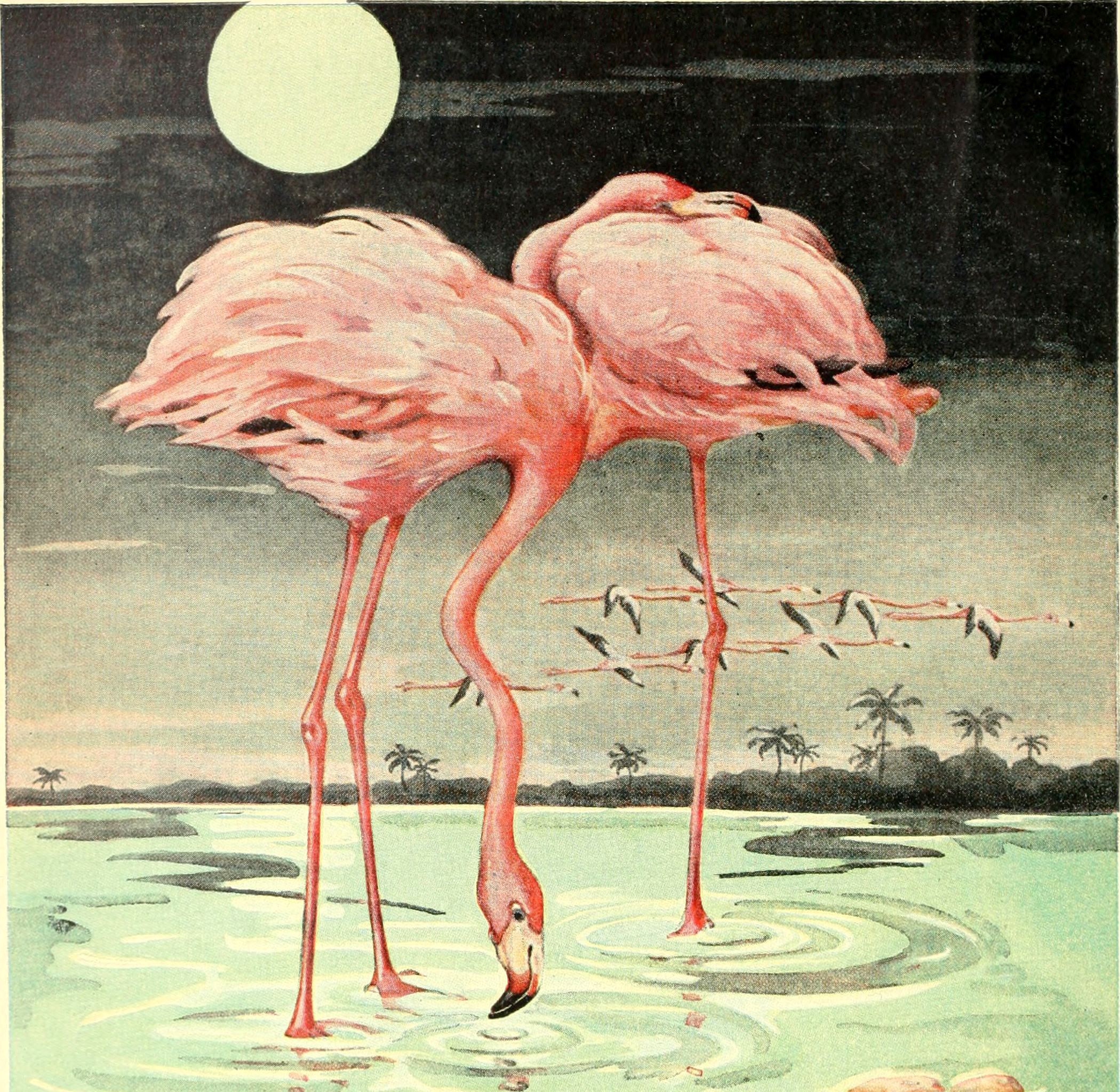 Flamingos Art Print, Made in the USA