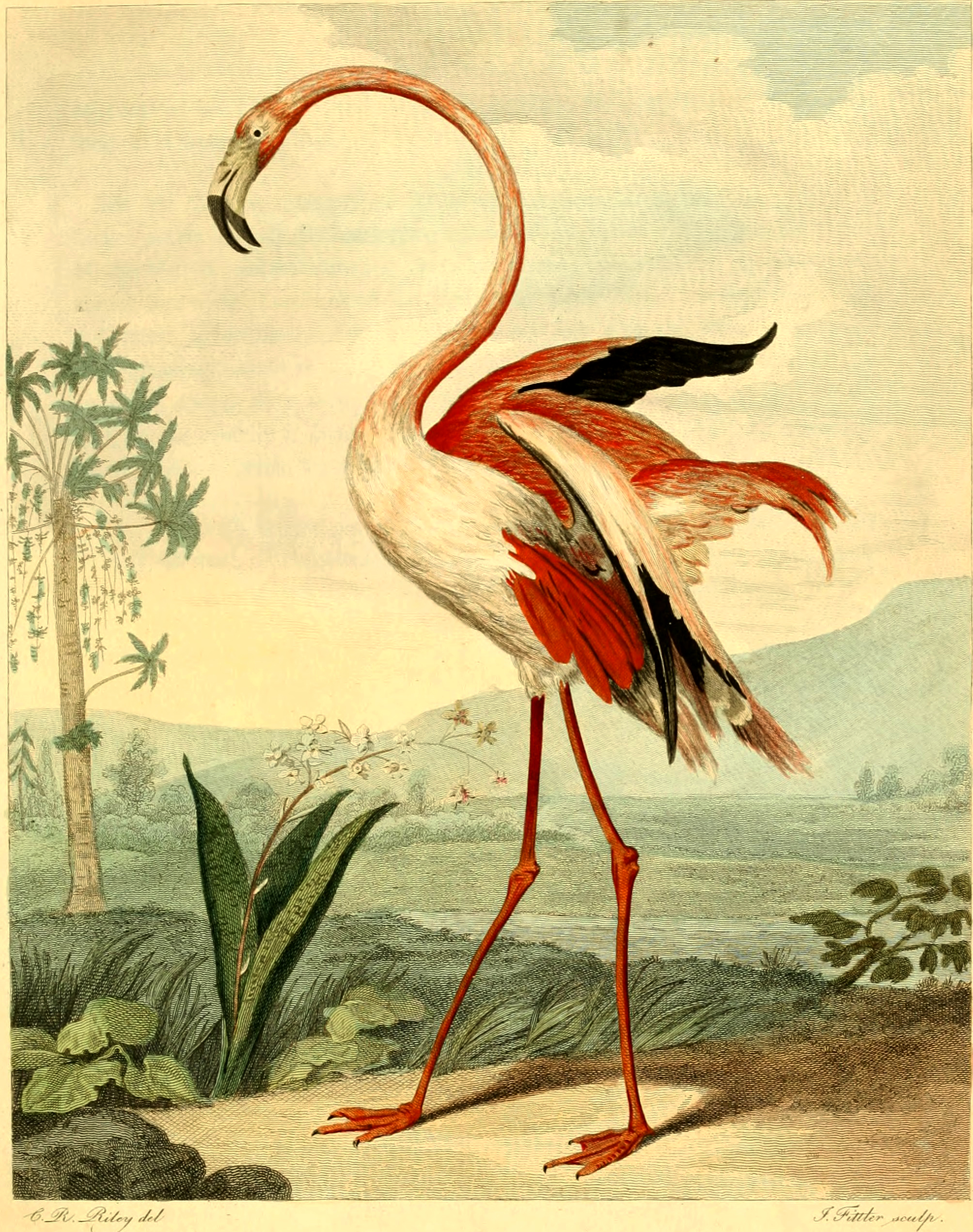 Old Flamingo Avatar
