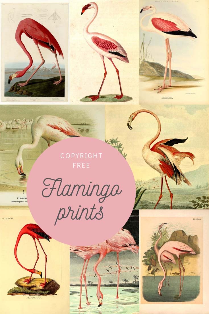 flamingo coloring