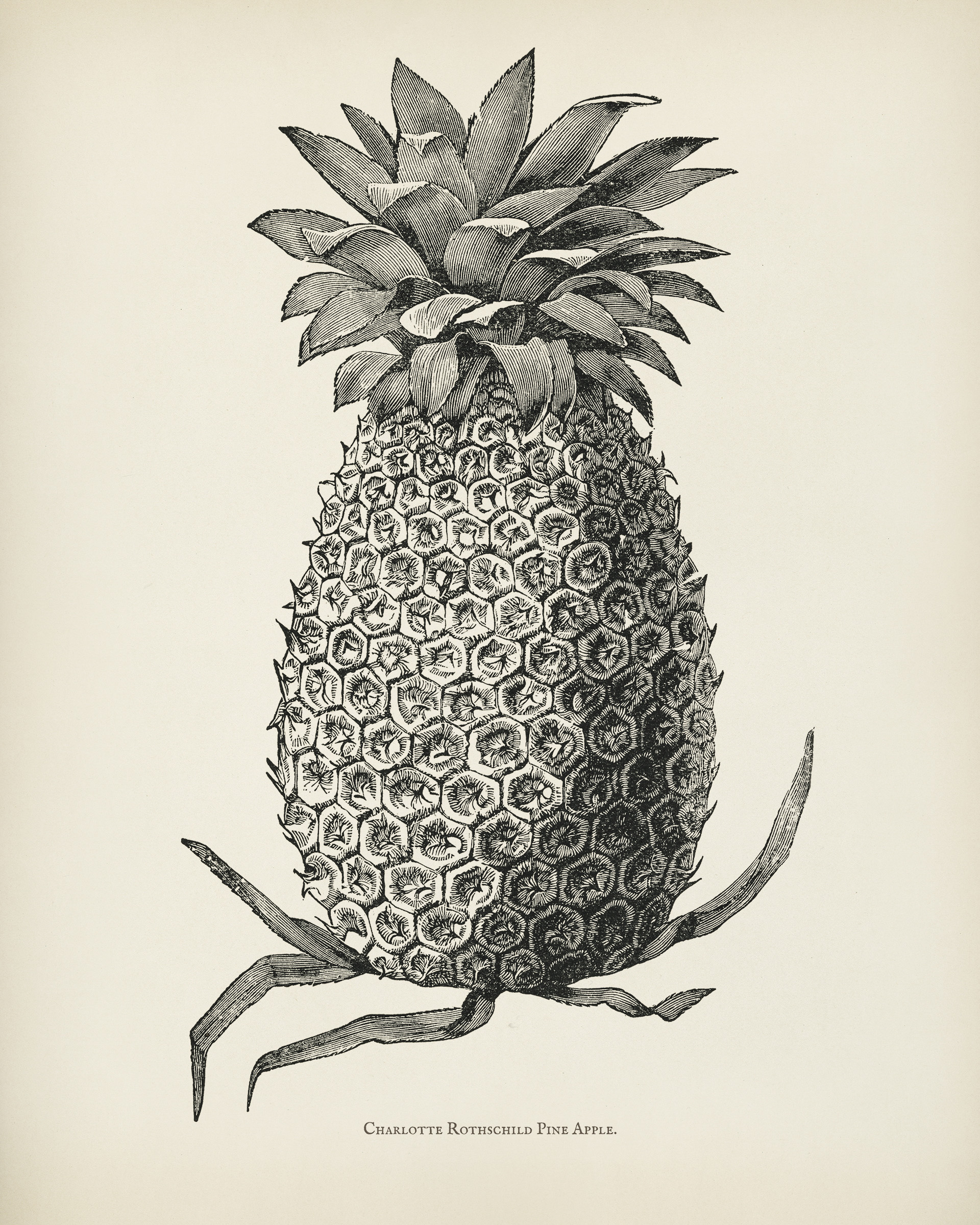Simple pineapple drawing icon on Craiyon