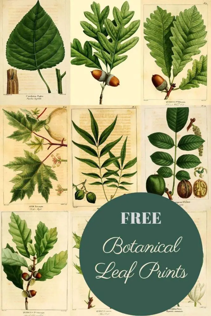 kanal patois samtidig Wonderful Antique Botanical Leaf Prints From The Forest - Picture Box Blue