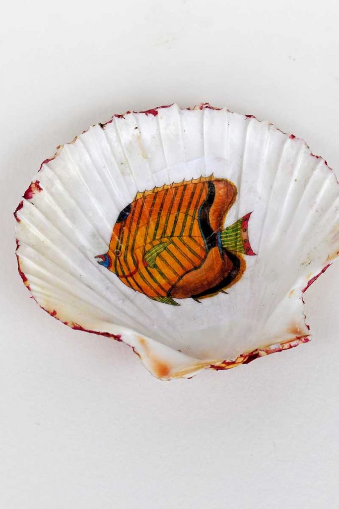 20 Scallop Shells, Craft Shells, Decoupage Shells, Painting