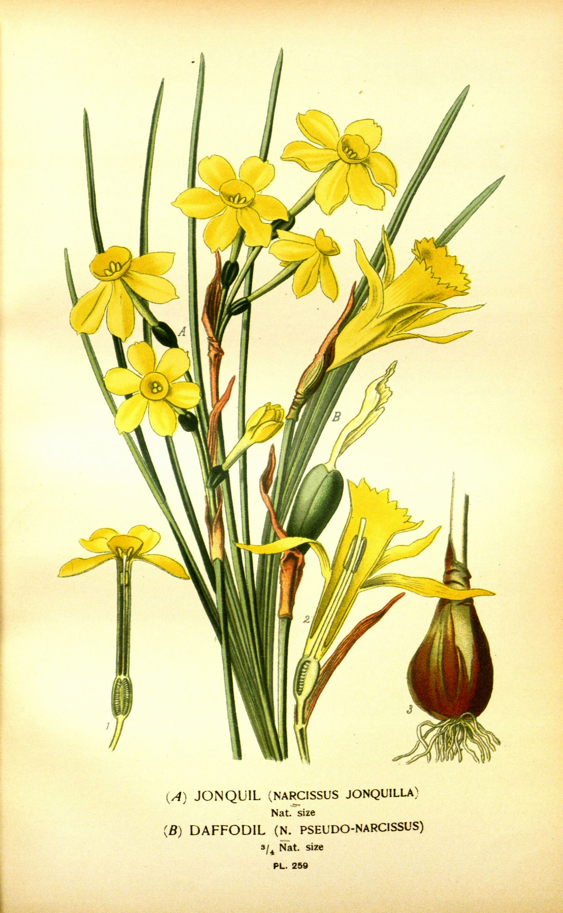 free vintage daffodil flower drawings to download picture box blue free vintage daffodil flower drawings to download picture box blue