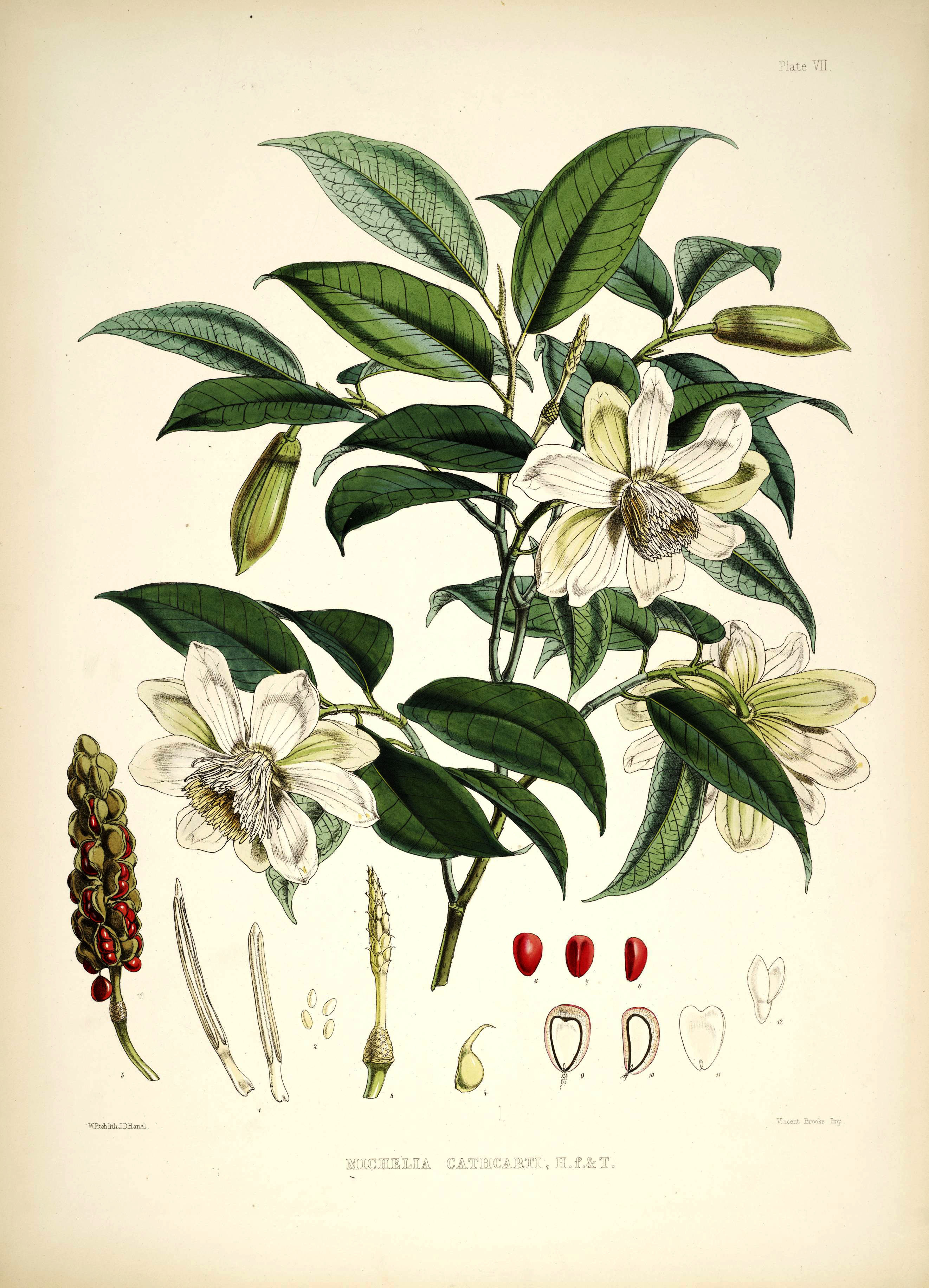 Magnolia Amateur