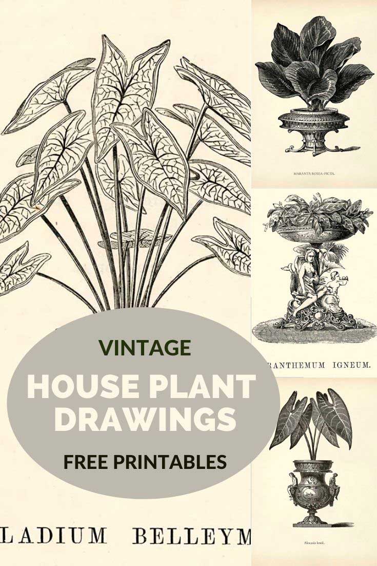 A Free Collection Of Tropical House Plant Drawings - Picture Box Blue