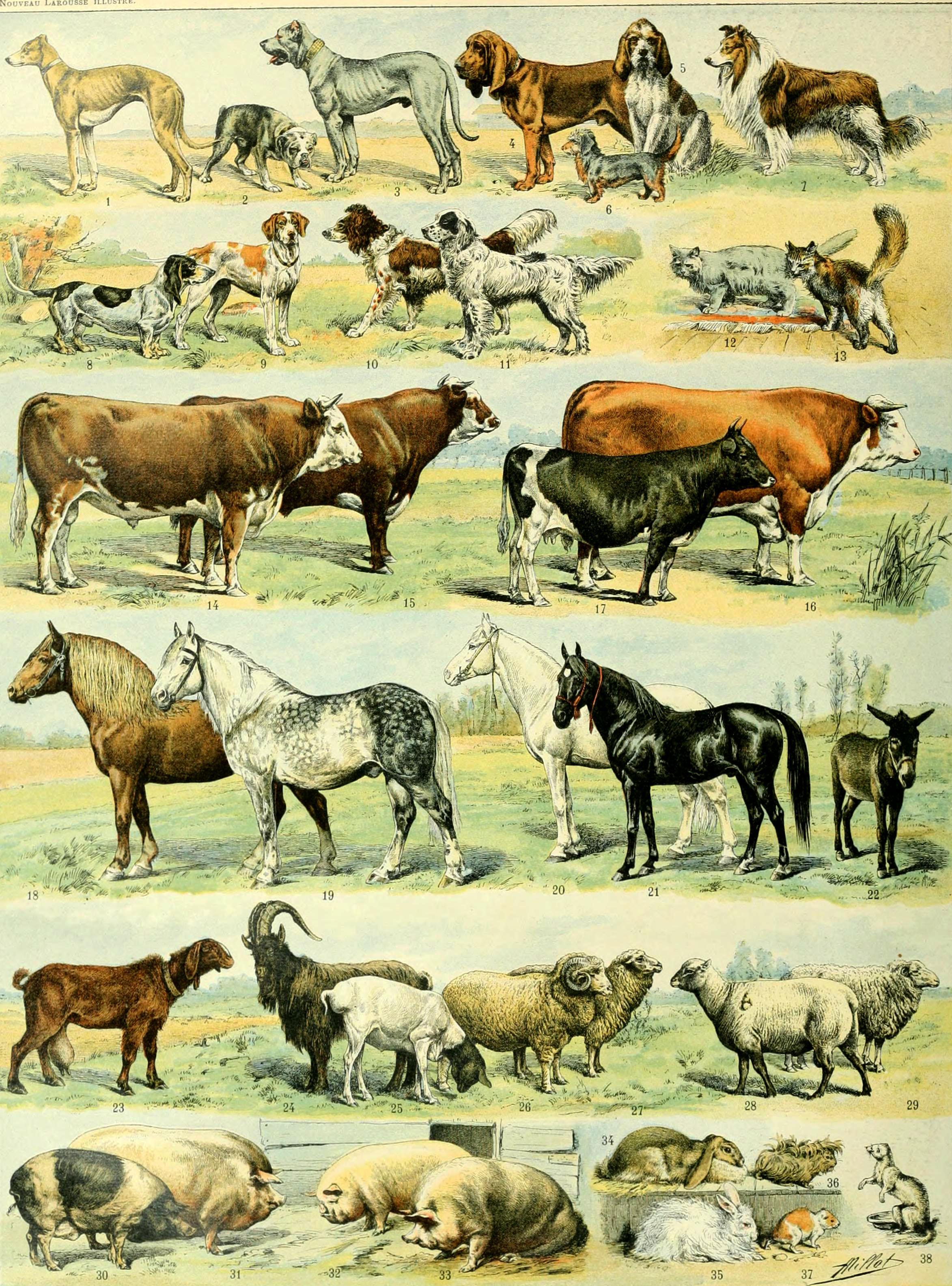 Free Animal Posters From Illustrated Larousse Dictionaries - Picture Box  Blue