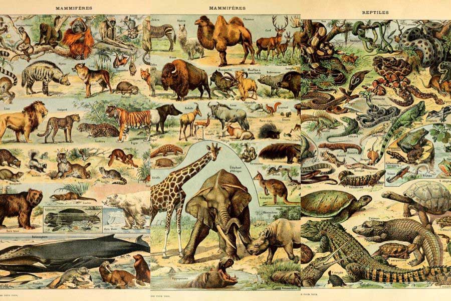 Free Animal Posters From Illustrated Larousse Dictionaries - Picture Box  Blue