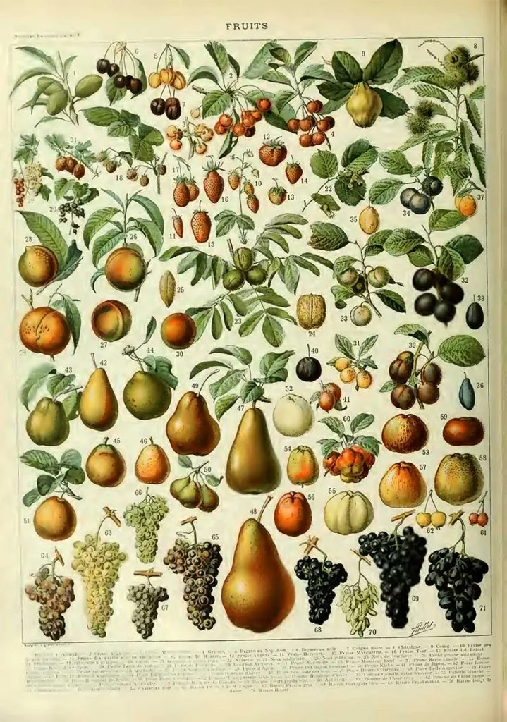 Fruits And Vegetables From Nouveau Larousse Illustre