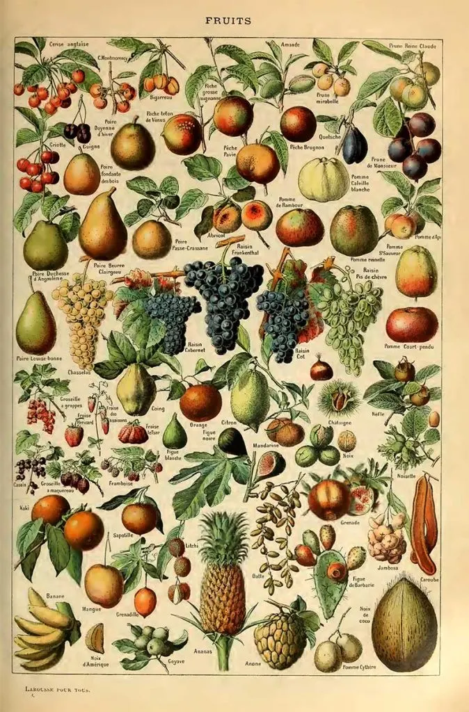 Fruit and Veggie Prints