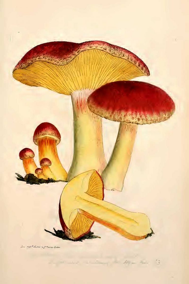 The Fungi And Mushroom Drawings Of James Sowerby - Picture Box Blue