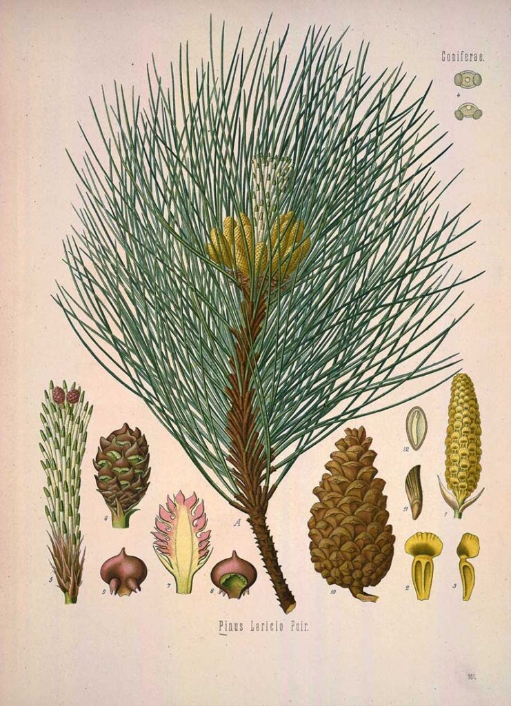 Pinus Negra