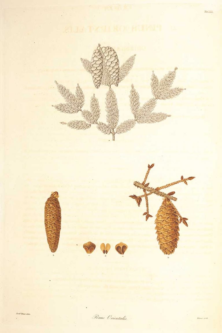 Wonderful Botanical Pine Cone Drawings In The Public Domain - Picture