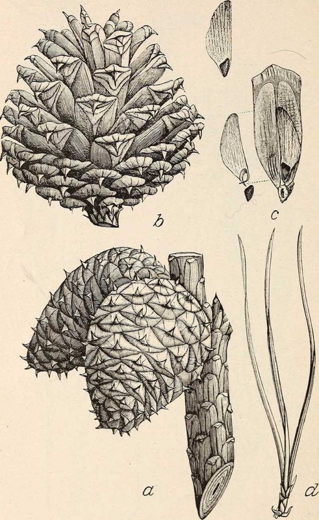 Pinus Rigida