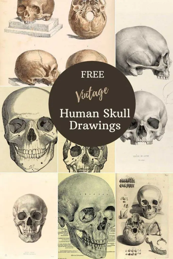 Fragmented Human Skull - Vintage Anatomy Print Drawing by Vintage