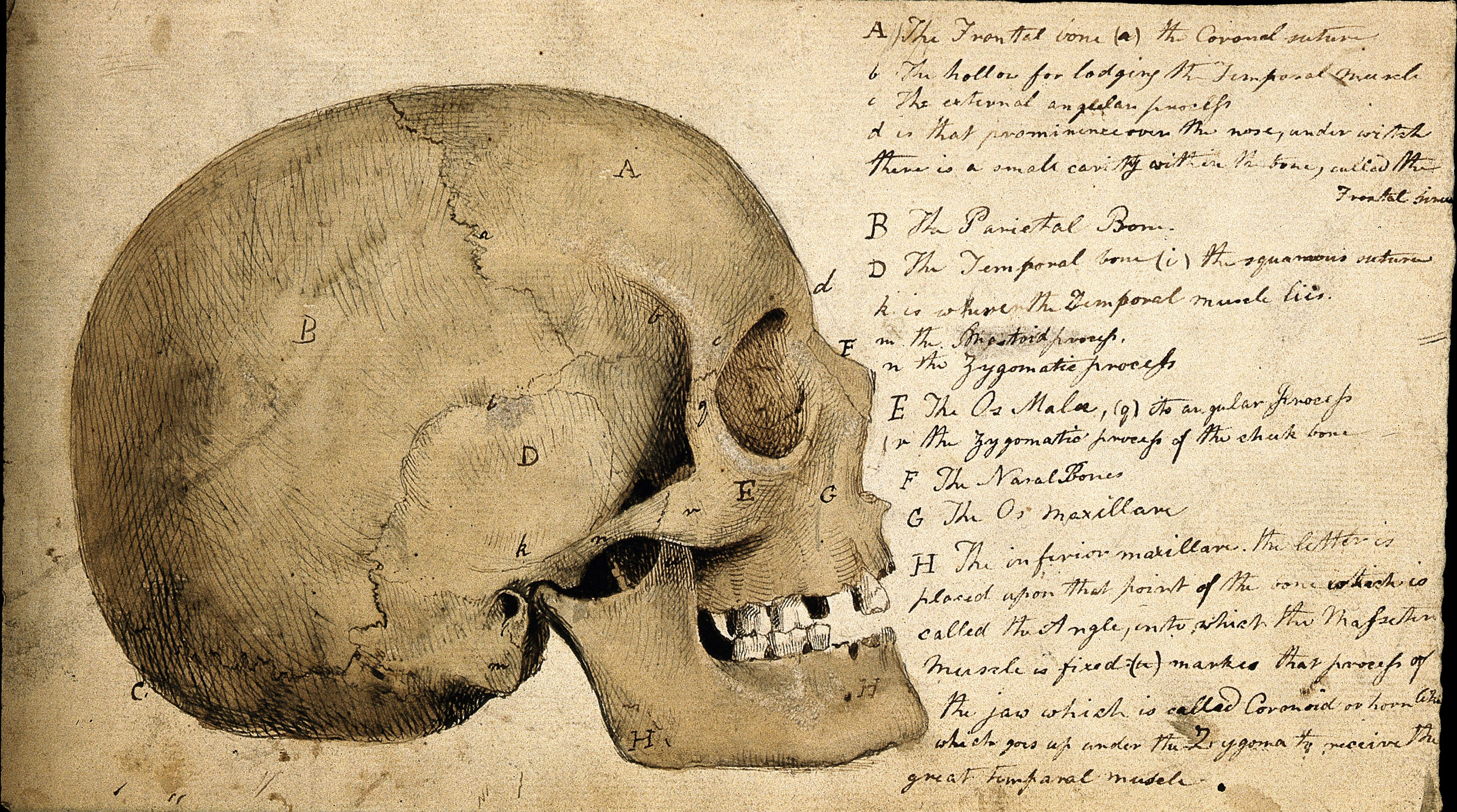 Fragmented Human Skull - Vintage Anatomy Print Drawing by Vintage