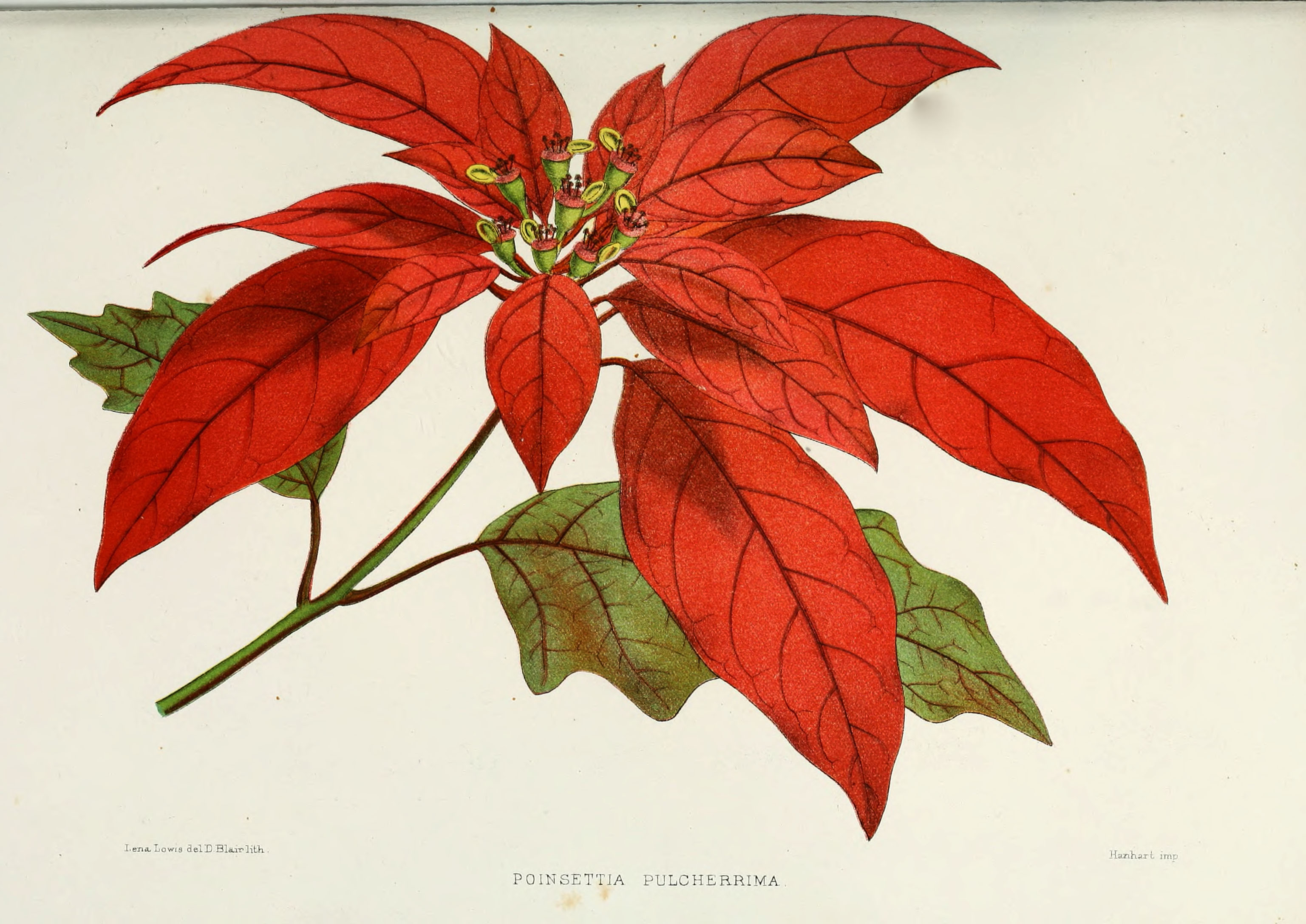 How to Draw a Poinsettia  Really Easy Drawing Tutorial