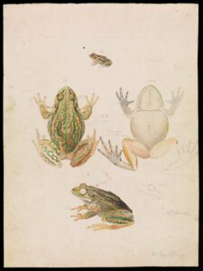 Wonderful Vintage Frog Illustrations To Print For Free - Picture Box Blue