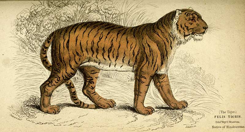 Bengal Tiger Print, Antique Bird Painting, Vintage Drawing Poster Wall Art,  Royal Bengal Tiger, Woodlands Animal Art, Vintage Prints | C593 24x36