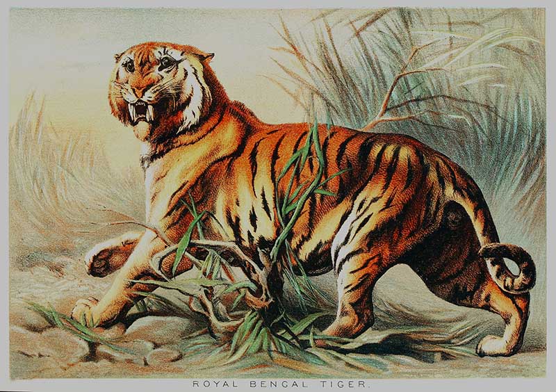 Tiger Png Clipart - Outline Images Of National Symbols, Transparent Png ,  Transparent Png Image - PNGitem