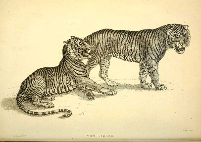 The Royal Bengal Tiger - Amitava0112 - Drawings & Illustration, Animals,  Birds, & Fish, Wild Cats, Tigers - ArtPal