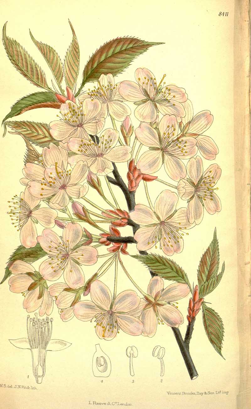 Prunus_sargentii_Sargents Cherry