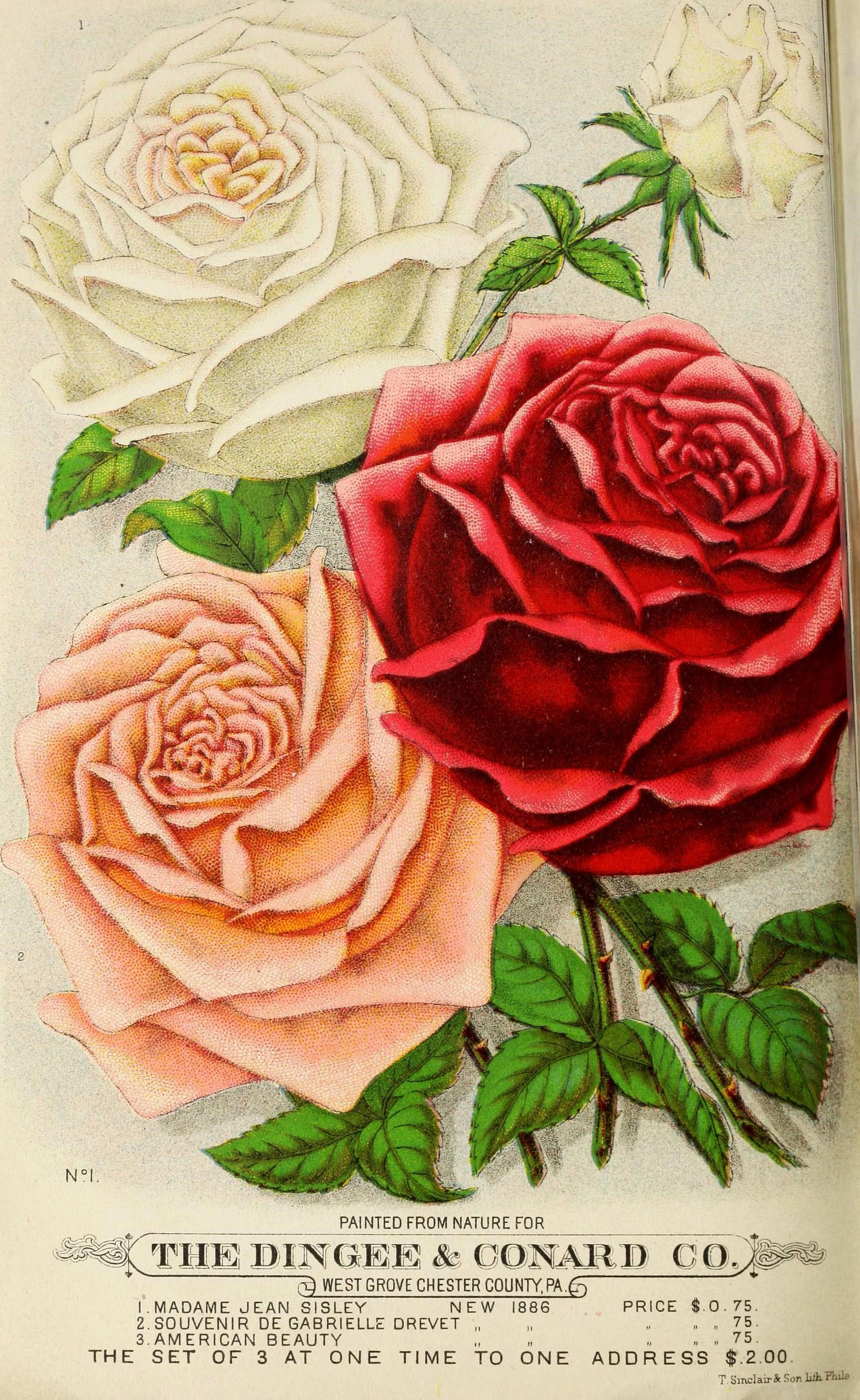 old school rose