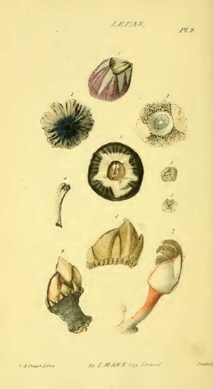 Vintage Conchology Prints (Seashells) By John Mawe - Picture Box Blue