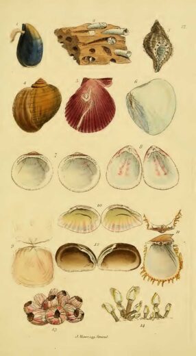 Vintage Conchology Prints (Seashells) By John Mawe - Picture Box Blue