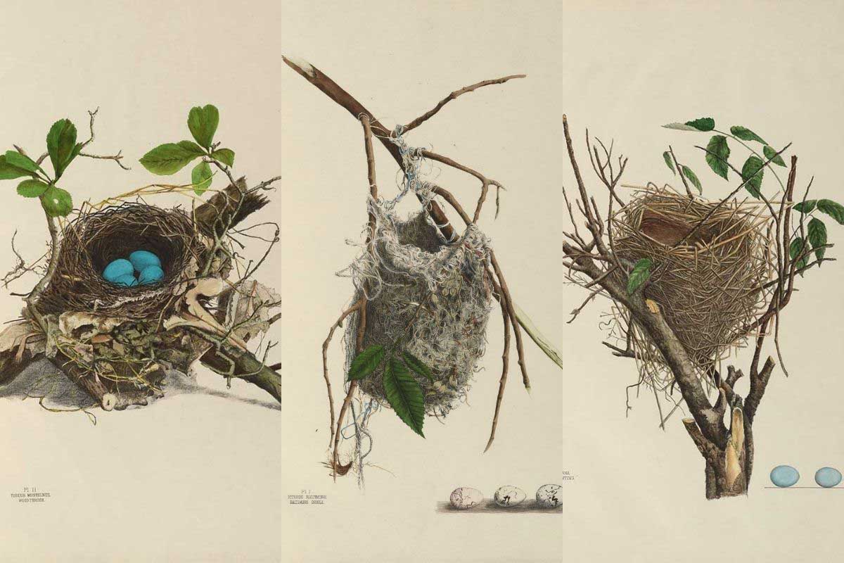 Bird Nest Print