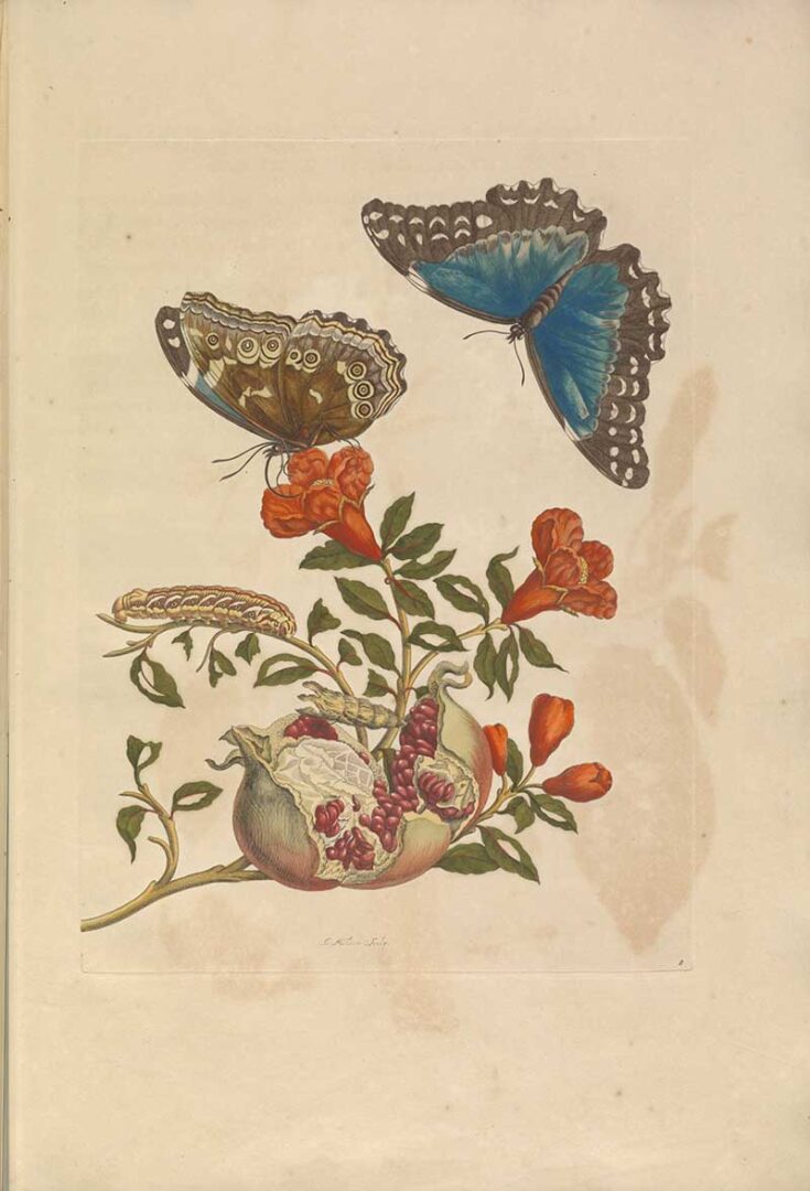 Free 23 Maria Sibylla Merian Paintings: The Artful Intersection of ...