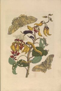 Free 23 Maria Sibylla Merian Paintings: The Artful Intersection Of 