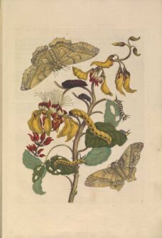 Free 23 Maria Sibylla Merian Paintings: The Artful Intersection of ...