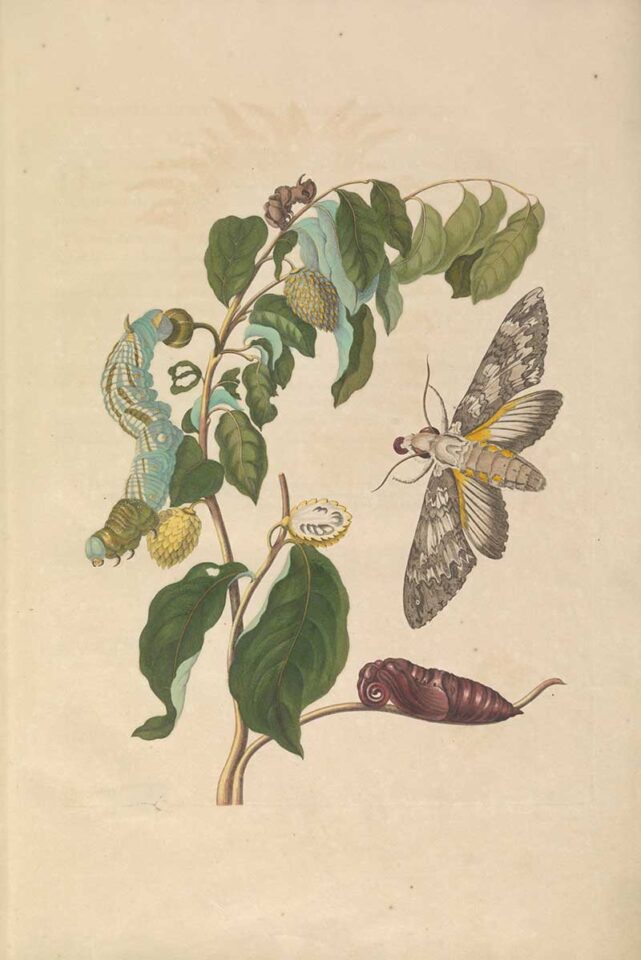 Free 23 Maria Sibylla Merian Paintings: The Artful Intersection of ...