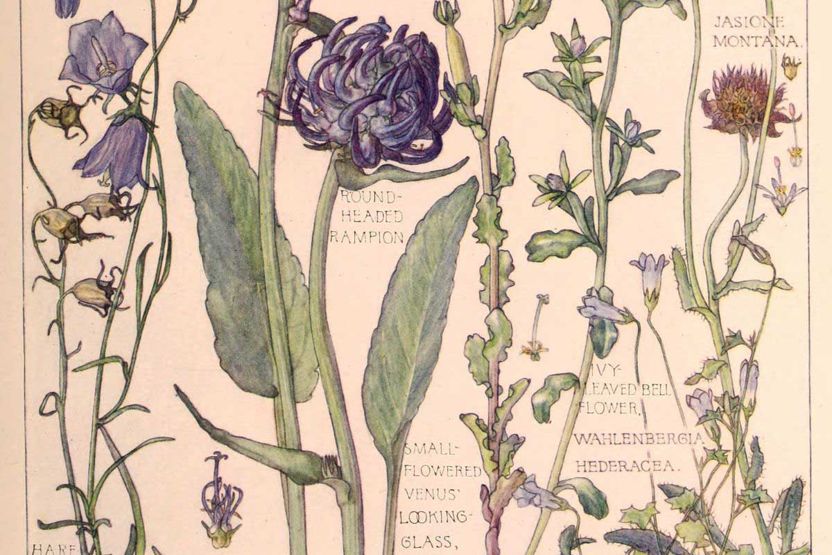 botanical flower drawing