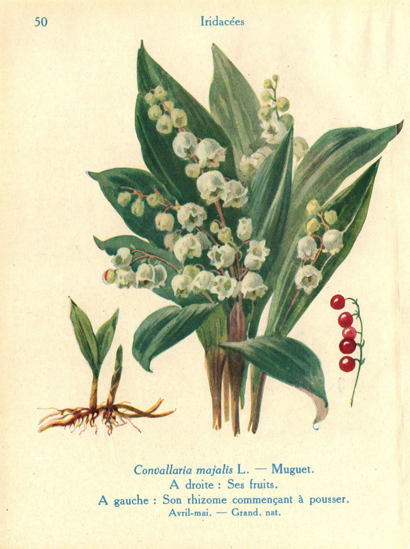Convallaria Majalis Ботанический рисунок