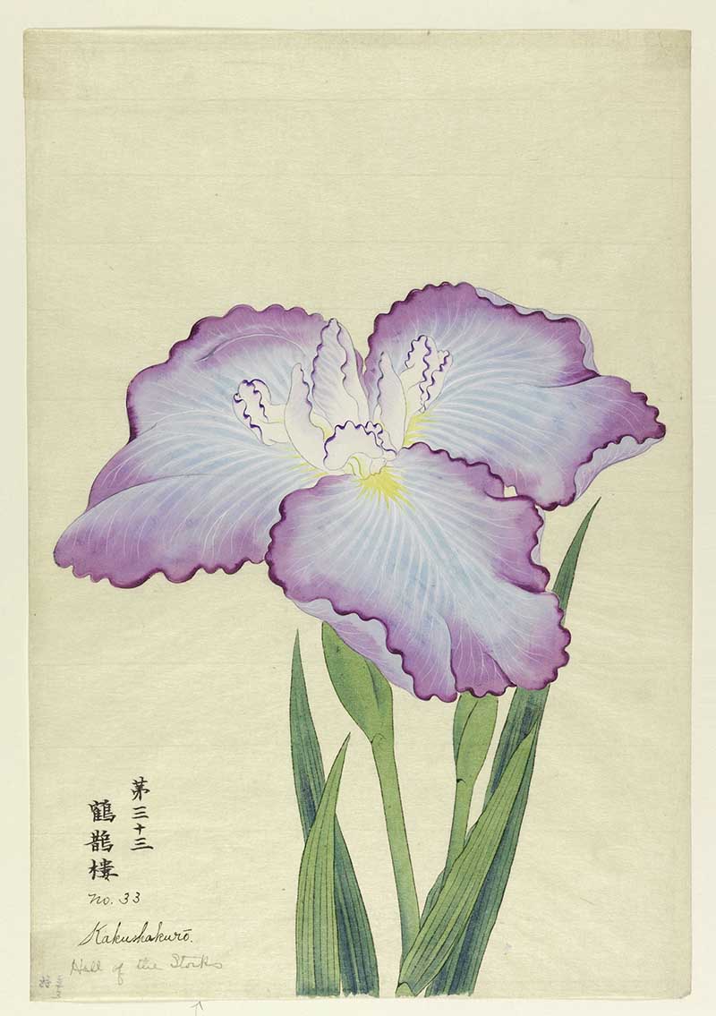 Blue Iris Flowers (Japandi Vintage) - Ohara Koson  Réplicas de quadros  famosos para as suas paredes