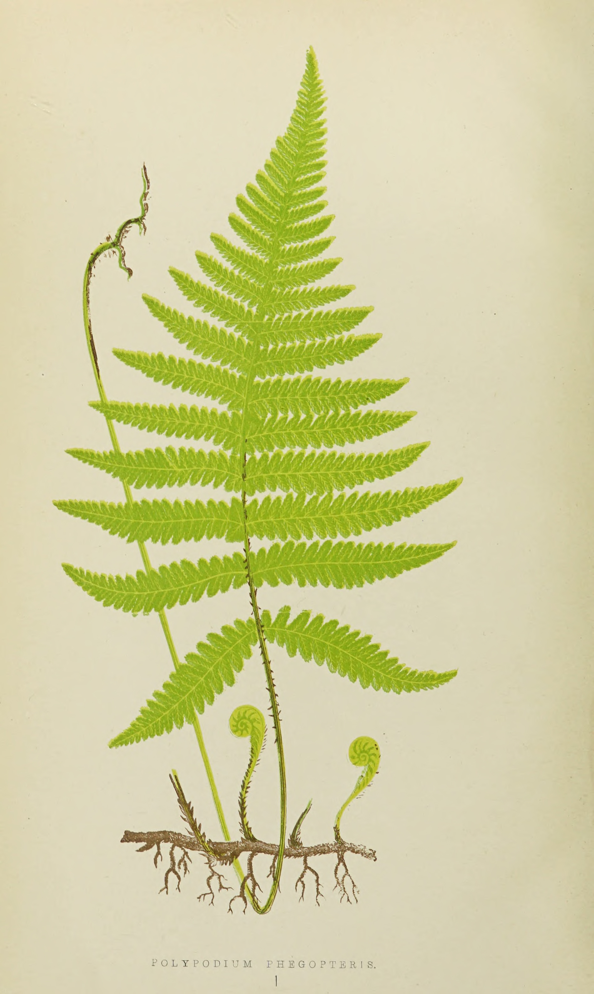 Royal Printed Ferns