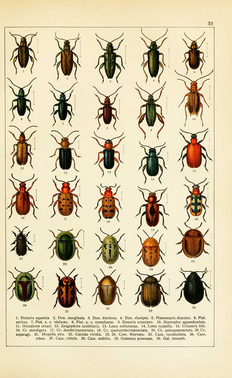 insect id chart
