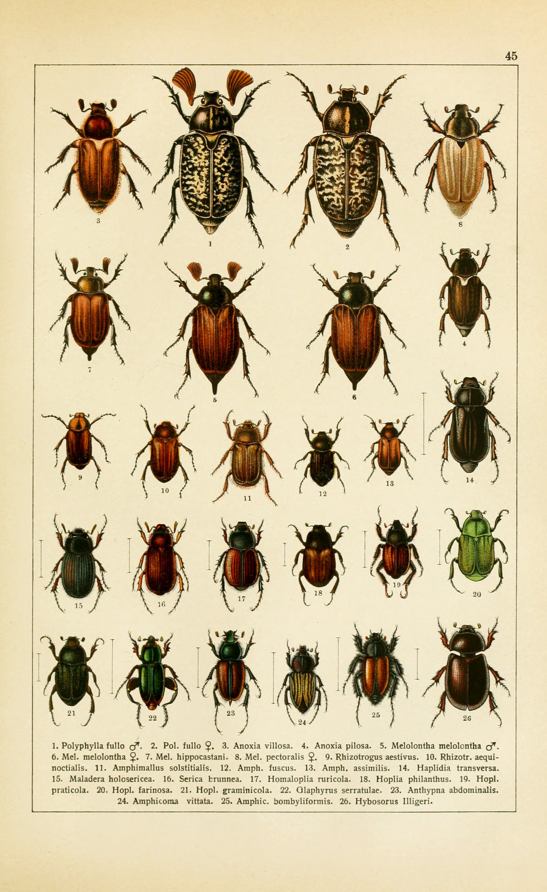 Vintage Bee Illustration, Entomology Graphic' Unisex Colorblock