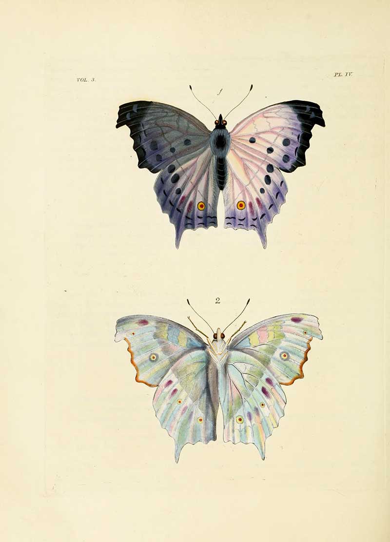 15 Vintage Butterfly Prints and Illustrations: A Free Treasure Trove for Art  Lovers - Picture Box Blue