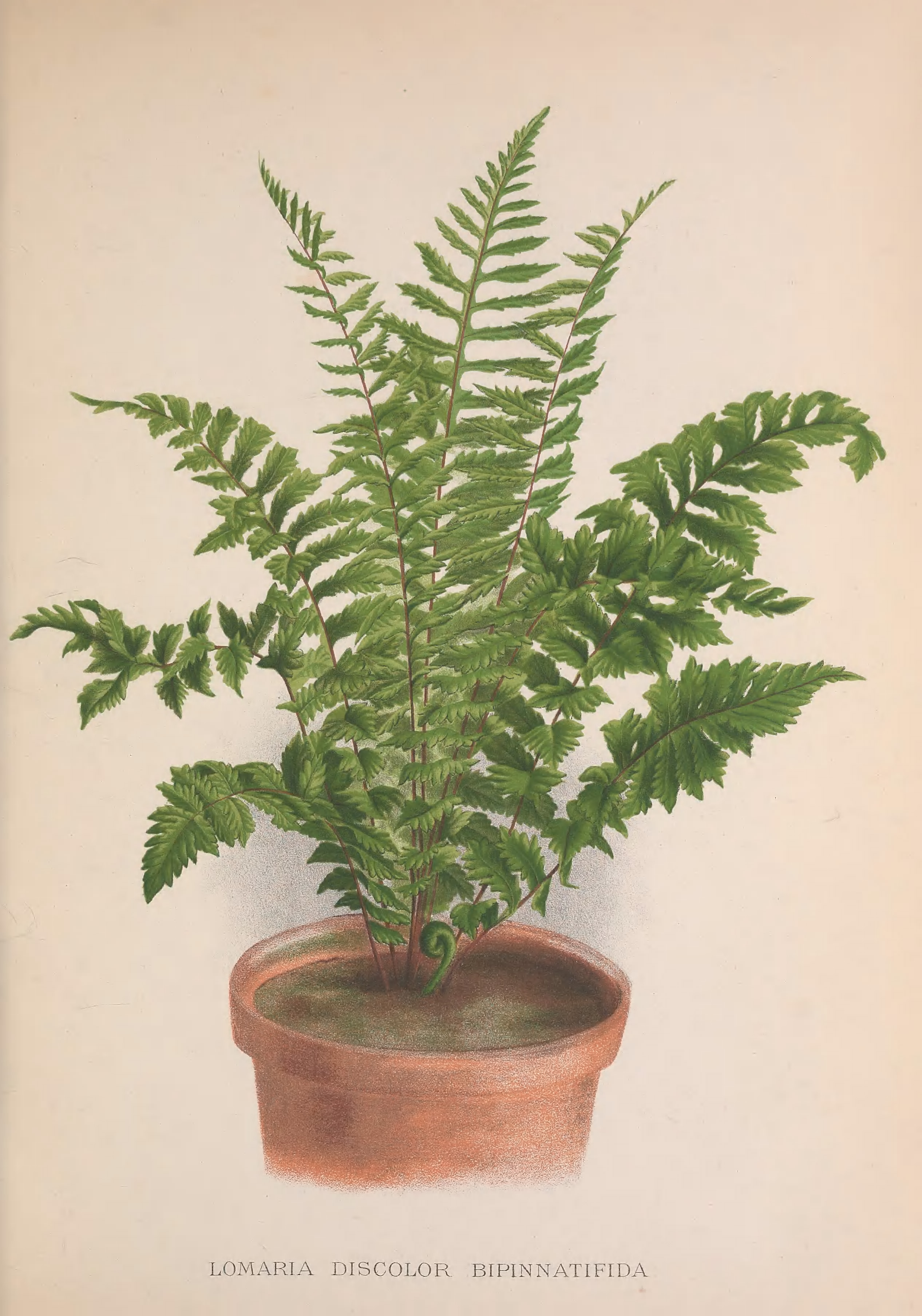 21 Vintage Fern Prints: The Perfect Art for Plant Lovers - Picture Box Blue