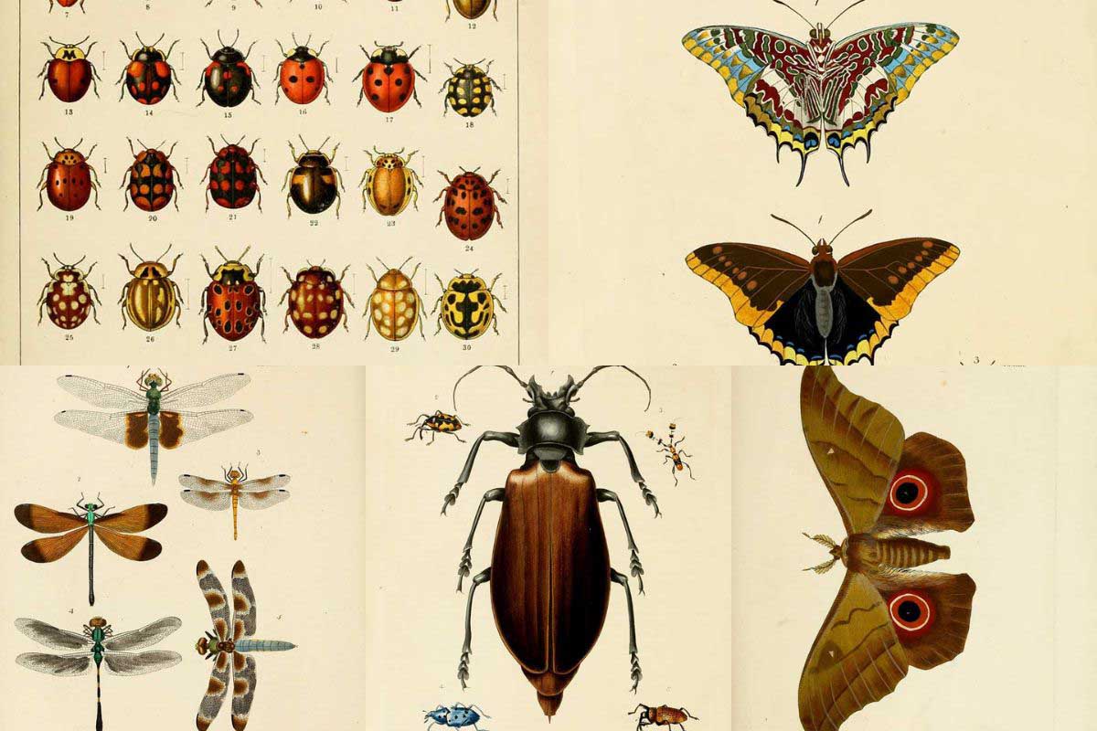 42 Vintage Entomology Prints: Bringing Natural History to Your Living Space  - Picture Box Blue