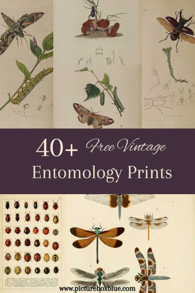 42 Vintage Entomology Prints: Bringing Natural History to Your Living ...