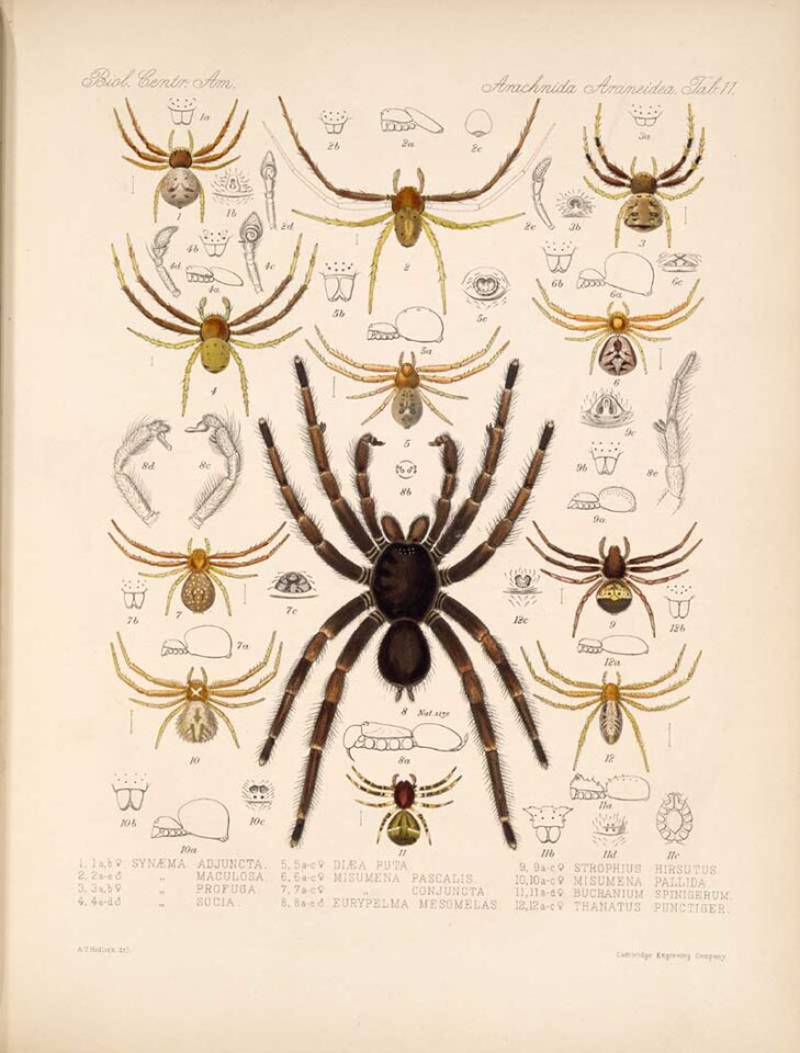 21 Free Vintage Spider Illustrations for A Spooky Halloween - Picture ...