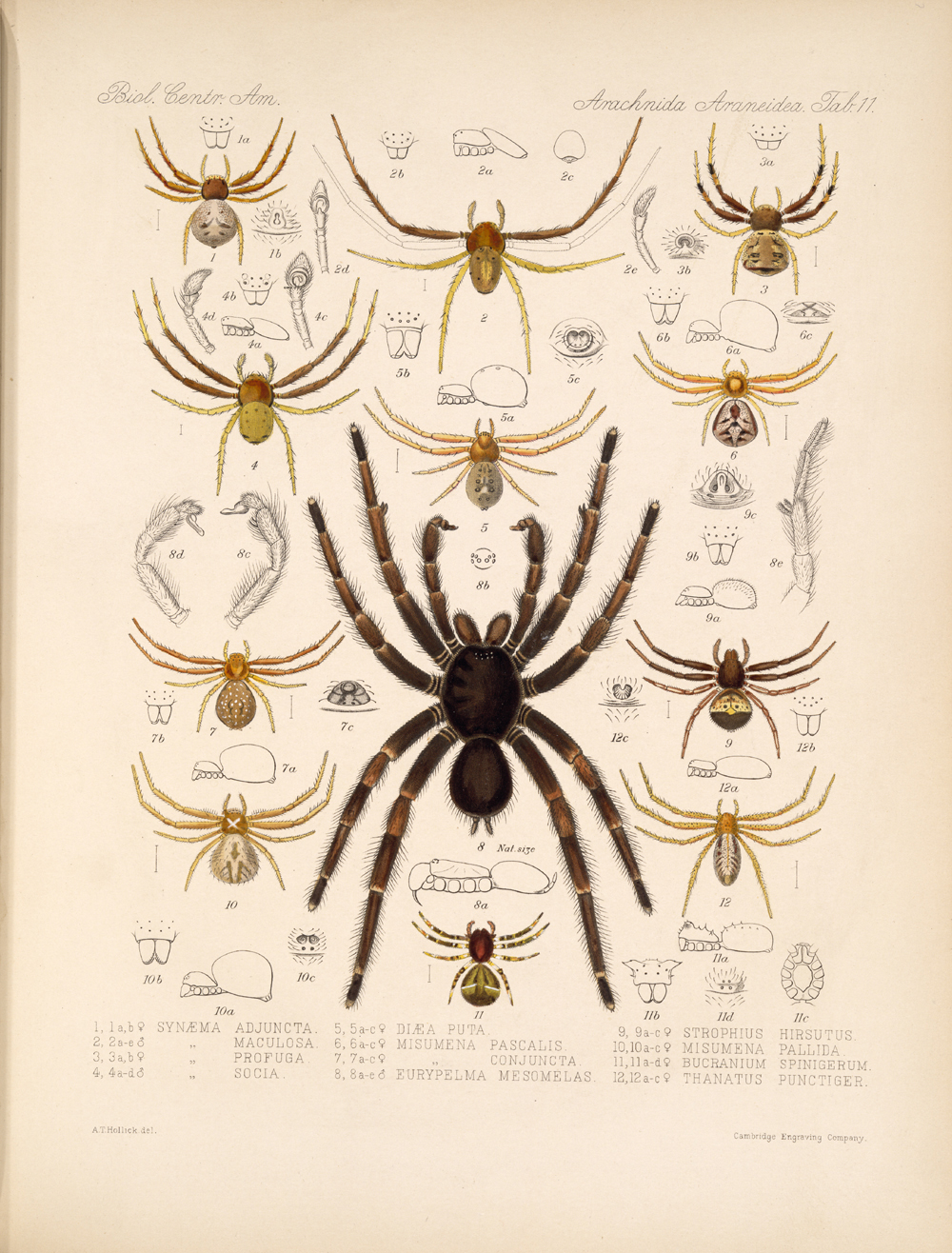 Spiders around the world - spider species - Spiders - Posters and Art  Prints