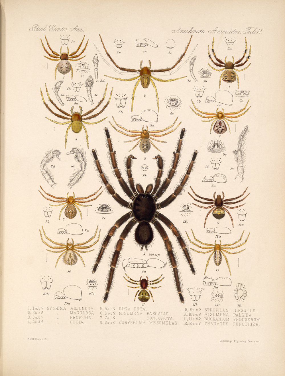 Printable American Spiders tab vintage natural history illustration poster