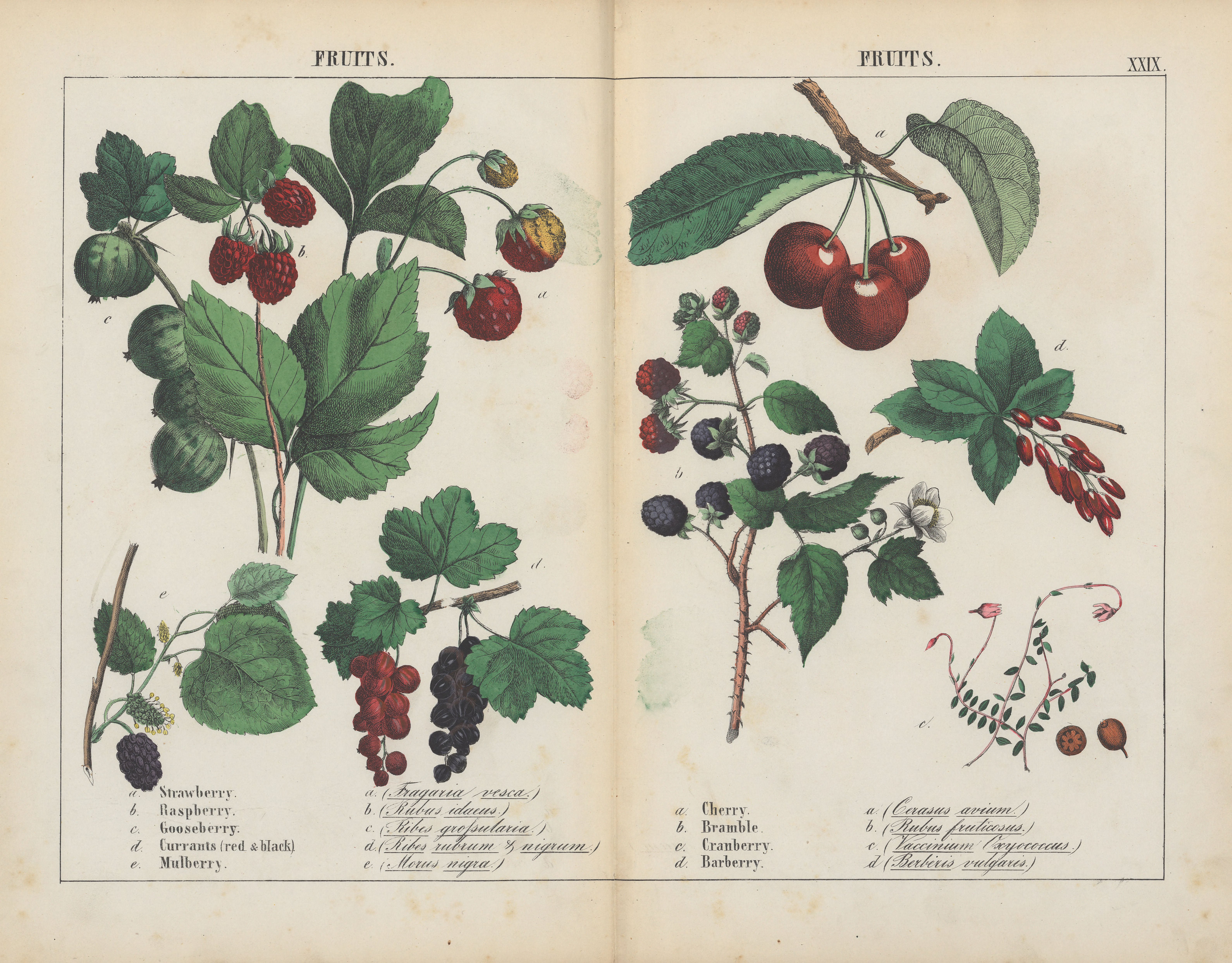 20 Beautiful Free Vintage Fruit And Vegetable Prints - Picture Box